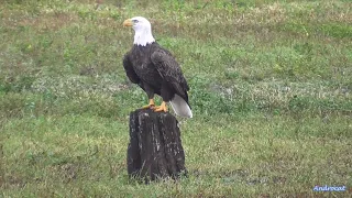 SWFL Eagle Cam 9-26-23.  Mighty M15 & F1 show their nest building skills! + Upside down tricks! 🦅🦅