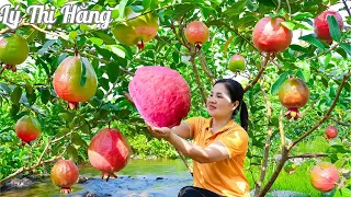 Harvesting Big Guava & Go to the Market Sell - Harvesting & Cooking || Ly Thi Hang Daily Life