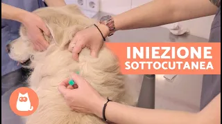 Come somministrare un'INIEZIONE SOTTOCUTANEA a un cane? 🐶💉 | Spiegazione passo dopo passo