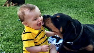 Rottweiler Love Baby Compilation NEW