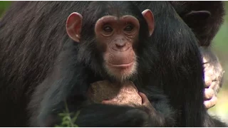 NASA Partners with Jane Goodall Institute to Protect Chimpanzees
