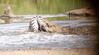 Wild Zebra Incredible escape from crocodile's surprise attack during Tanzania Safari 4K