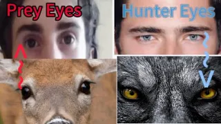 Hunter Eyes Vs Prey Eyes