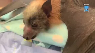 Baby flying-fox being cute:  Piccolo with Maggie