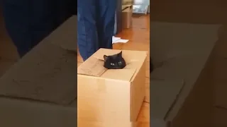 кот и коробка