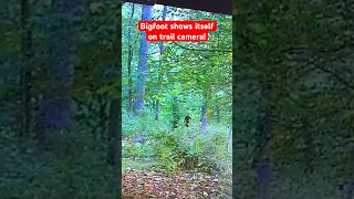 Bigfoot with Long Arms on Trail Camera Shows Itself Then Flees!