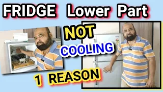 Double Door Fridge Lower Part Not Cooling