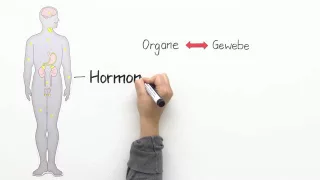 Hormone – Einfluss in der Pubertät und auf die Sexualität | Biologie