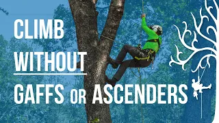 No spikes, No ascenders No Problem!! Use the lanyard crawl Tree climbing method Strider Tree