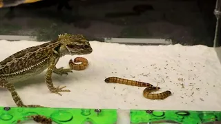 BRUTAL FIGHT OF THE BIG SCORPION AGAINST THE HUGE HISSING COCKROACHES - STUNG AND EATS!