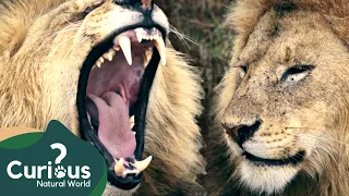 Wild Animal Attacks Caught Live on Camera | Wildlife Documentary | Curious?: Natural World