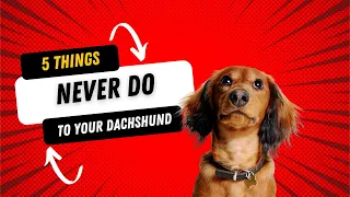 5 Things You Need To Avoid If You Own A Dachshund