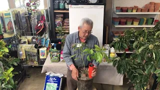 GARY’S TIPS FOR GROWING AVOCADO TREES | LIVESTREAM