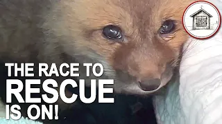 Part 3: Baby Foxes - Excitement to Tragedy to Hope