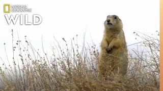 Prairie Dog Fight | Prairie Dog Manor