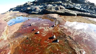 Sea Snails Move Around New South Wales Rock Pool