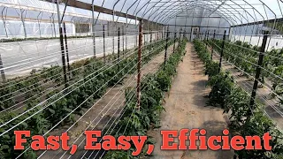 NEW Method of Tying TOMATOES!