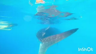 Whale Shark Oslob Cebu ---Meet the GENTLE GIANTS closer--