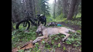 Wolf Hunt. Surrounded by WOLVES!