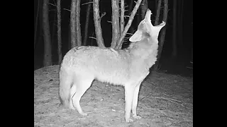 COYOTE HOWLING