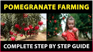 Pomegranate farming (Complete Guide) | Pomegranate Cultivation