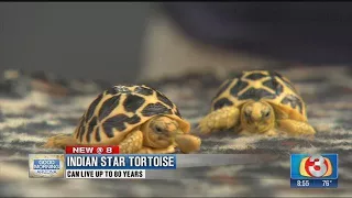 World Zoo welcomes baby tortoises