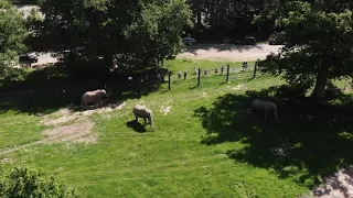 Endelig: Elefanterne har fået deres frihed