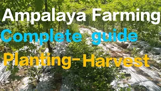 Ampalaya Farming @Complete Guide Planting to Harvesting