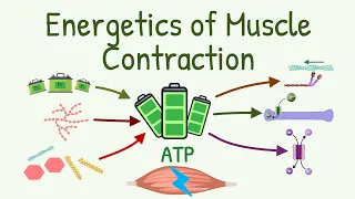 From Where the ATPs Come & Where are they Used During Contraction | Energetics of Muscle Contraction