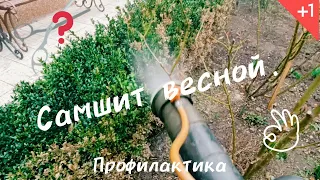 Самшит весной. Мероприятия по уходу.