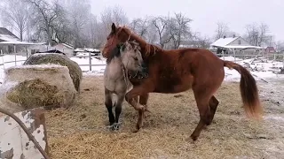 Кобыла хочет к жеребцу