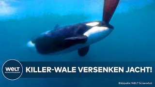 MAROKKO: Eingekreist und angegriffen! Orcas ohne Gnade - Killer-Wale versenken eine Jacht!