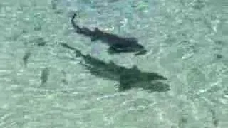 Stingray and Sharks in the Exuma Islands