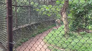 ZED VISION : Royal Bengal Tiger (Odisha Nandankanan Zoo)