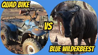 Blue wildebeest VS Quad bike {{{HUNT}}}