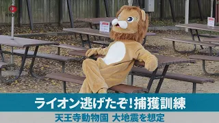 ライオン逃げたぞ!捕獲訓練 天王寺動物園、大地震を想定