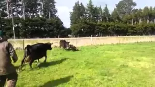 Корова-мать защитила своего теленка от человека-убийцы