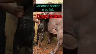 Cesarean section in buffalo l C S l Dr Umar Khan