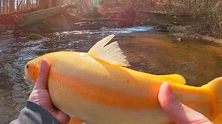 MASSIVE PALOMINO TROUT! Pa Trout Fishing 2023