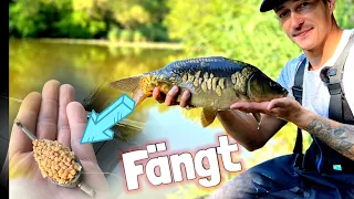 Endlich Karpfen - Method Feeder am See