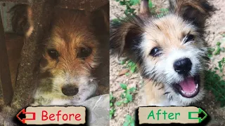 SAVE THE STRAY PUPPY | WOLF HOWLING STRAY PUPPY LOOKING FOR MOM WAS RESCUED FROM GARBAGE DUMP