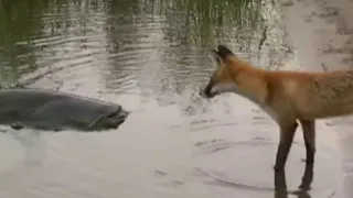 CATFISH VS FOX by Catfish World