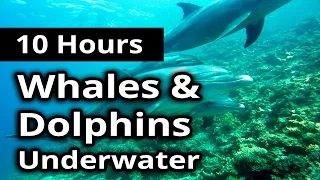 DOLPHIN and WHALE SONG Sounds - Underwater Life for 10 Hours - For relaxation and ambiance