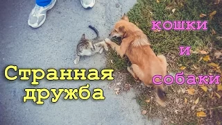 Собака ревнует кота и защищается попой =) Chats drôles. Funny cats and dogs.