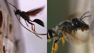 The Biggest Difference Between Wasps & Bees