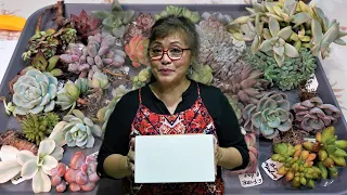 Unboxing SUCCULENT REFUND From a Reputable Seller