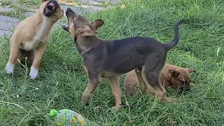 3 Catelusi frumosii se joaca intr un parc