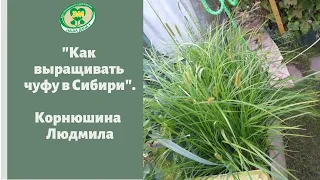 Как вырастить чуфу в Сибири. Корнюшина Людмила