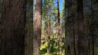 Сосновый лес. Что может быть прекраснее?