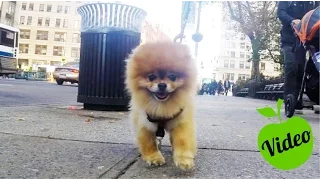 10 Hours of Walking in NYC as a Dog